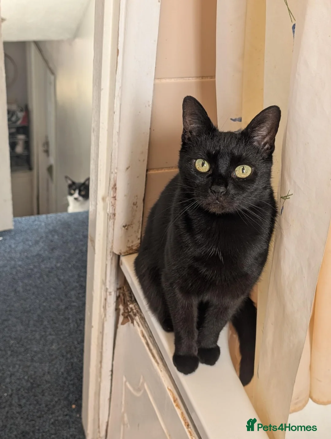 Domestic Shorthair cats for sale: Luna - Super sweet cat looking for a loving home. in Stockport - Advert 2