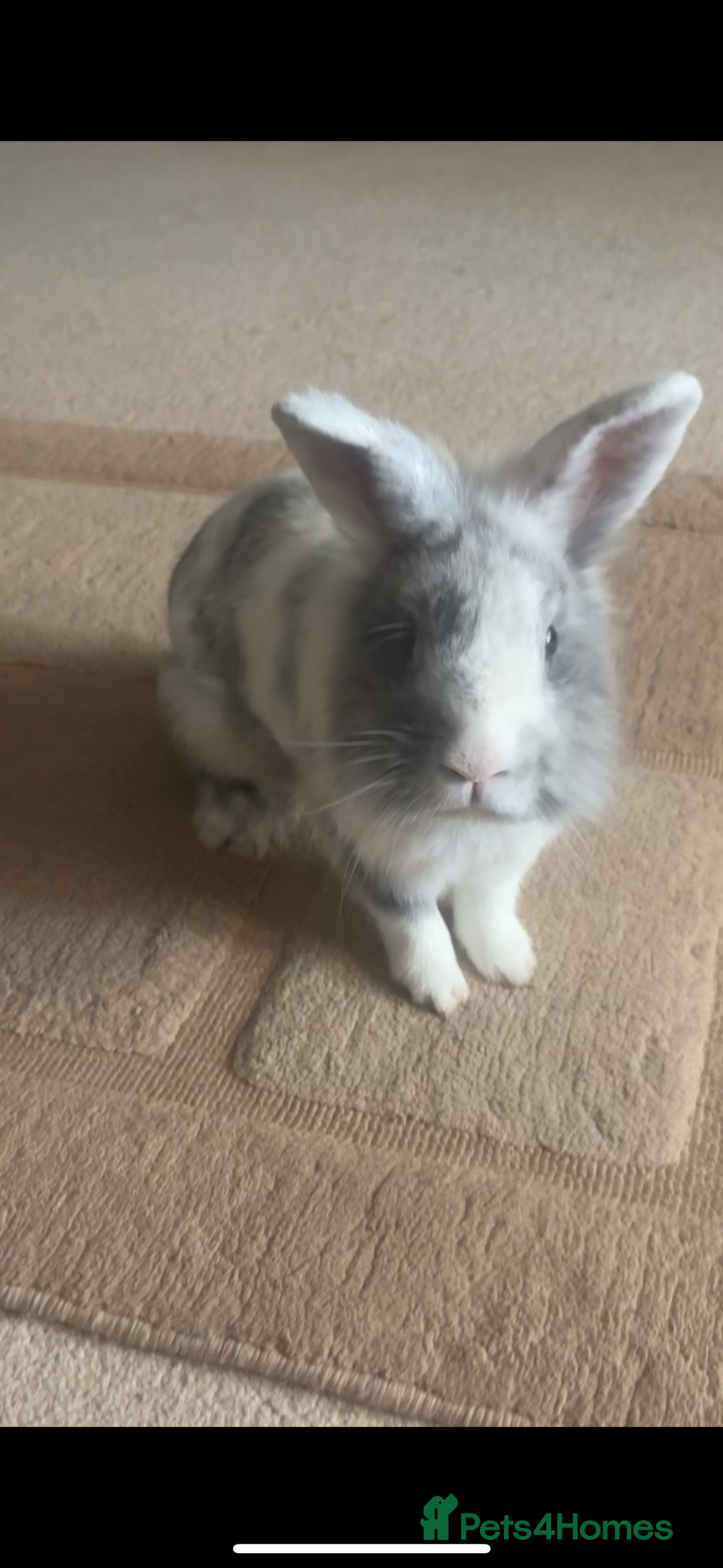 Lionhead rabbits for sale: Gorgeous lion head x male rabbit - Image 3