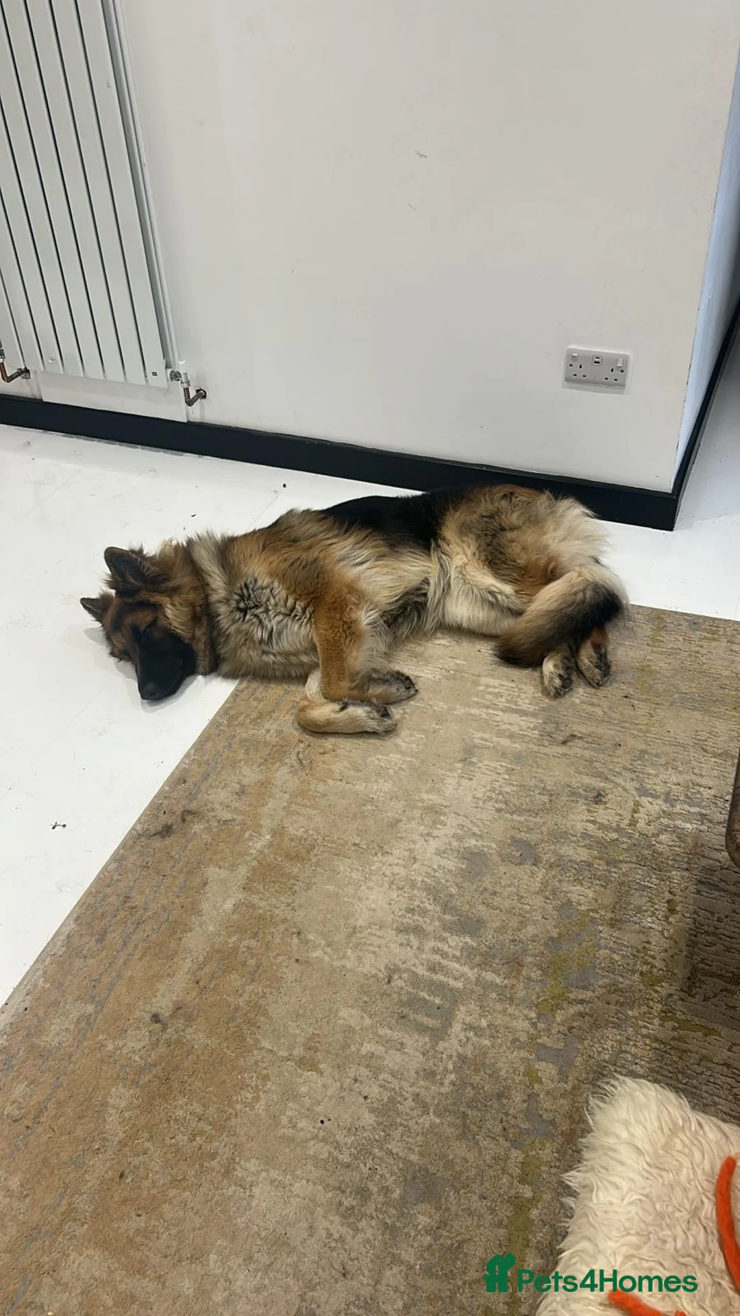 German Shepherd dogs for sale: Well-bred, well-loved. Very sad circumstances - Advert 5