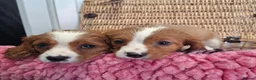 Cavalier King Charles Spaniel dogs for sale: Cavalier king charles pups - Advert 19