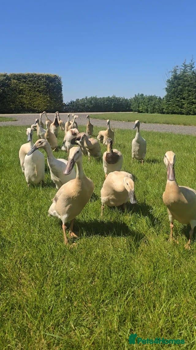 Ducks poultry Point Of Lay Female Indian Runner Ducks  - Advert 1