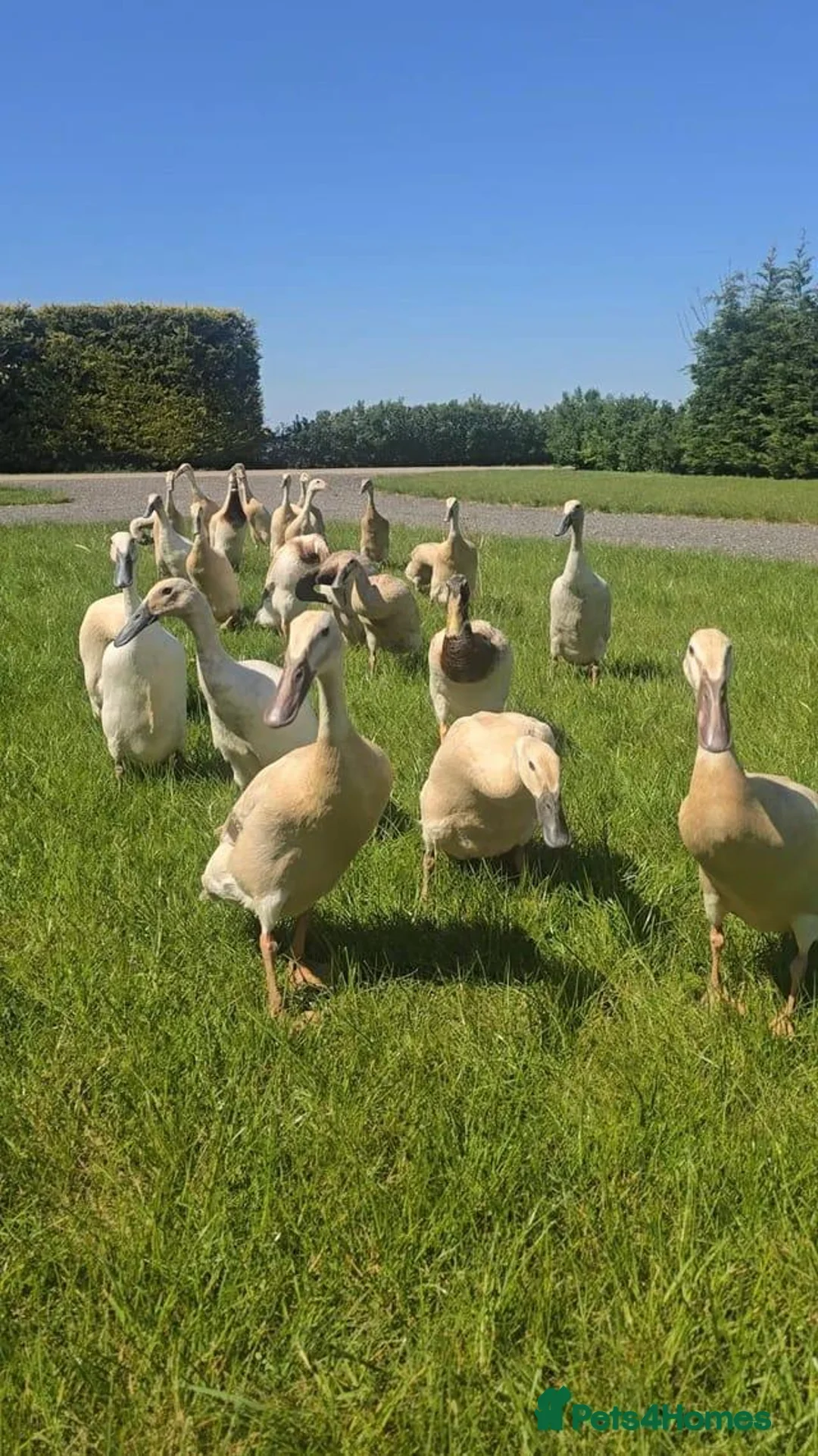 Ducks poultry for sale: Point Of Lay Female Indian Runner Ducks  - Advert 1