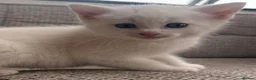 British Shorthair cats for sale: British Shorthair kittens. - Advert 20