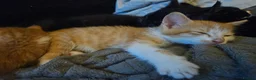 Mixed Breed cats for sale: 3 very loving ginger and white kittens in Worcester - Advert 5