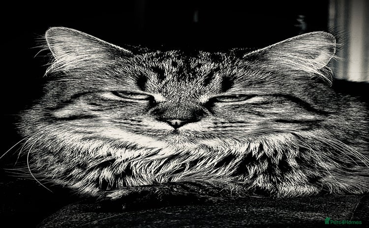 Maine Coon cats - Advert 14