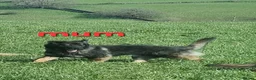 German Shepherd dogs for sale: READY TO GO!! 2 male german shepherds - Advert 10