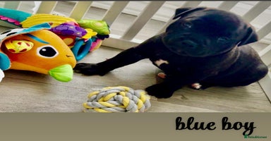 Staffordshire Bull Terrier dogs Floyd & Sky - Advert 2