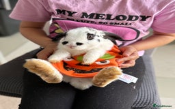 Mini Lop rabbits for sale: Mistach - Image 6