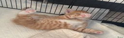 Maine Coon cats for sale: TORTOISESHELL MAINE COON X KITTENS - Advert 27