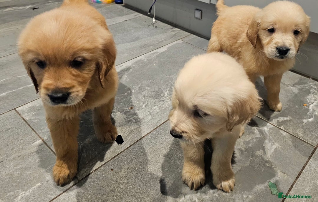 Golden Retriever dogs for sale: KC reg pedigree champion Golden Retriever pups - Advert 21