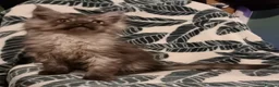 Maine Coon cats for sale: Maine Coon GCCF pedigree registered kittens - Advert 37