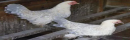 Hens poultry for sale: Bantam Hens -  Faverolles Pekins Sablepoot Sikies - Advert 13
