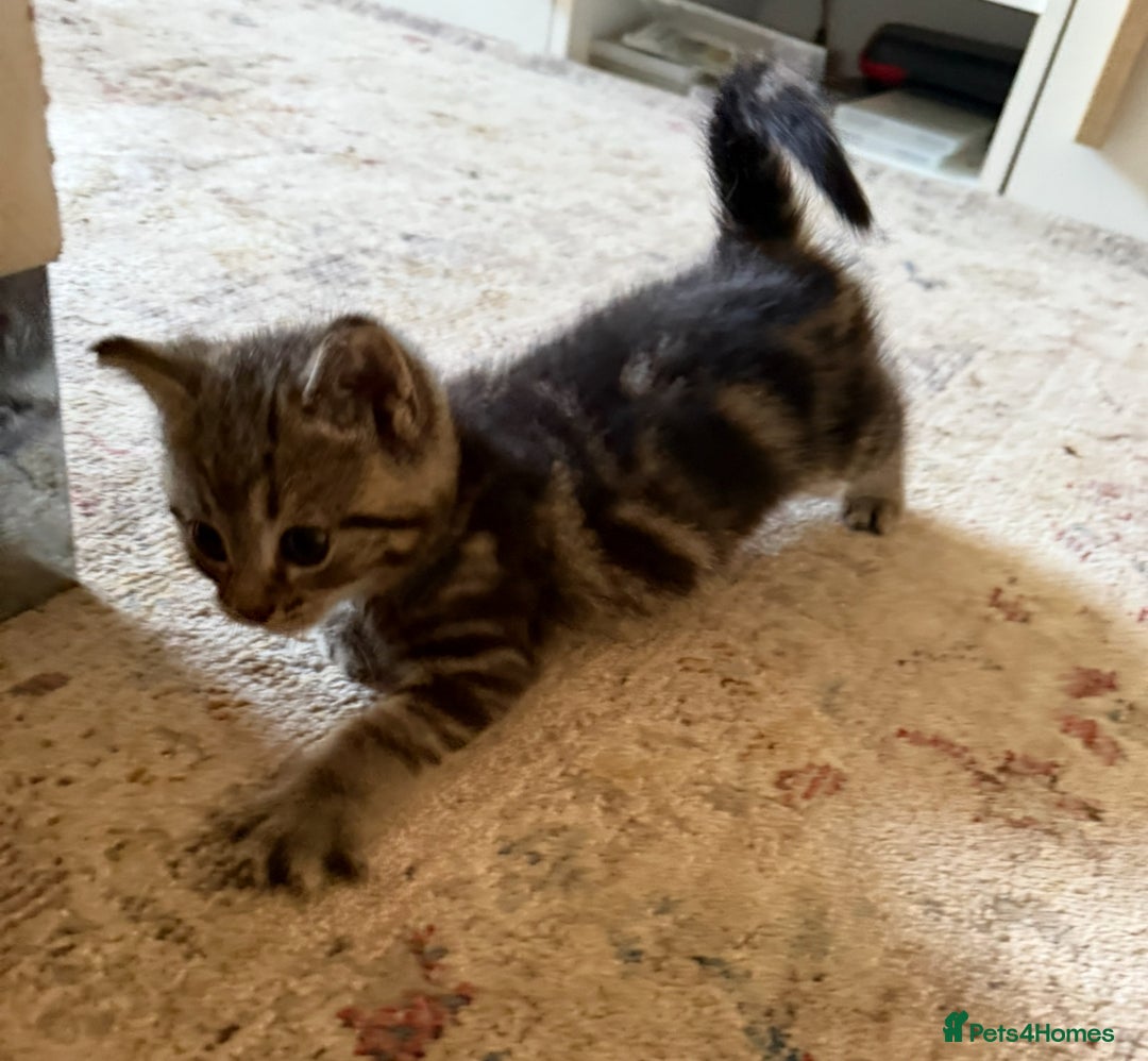 British Shorthair cats for sale: 5 gorgeous tabby kittens  - Image 10