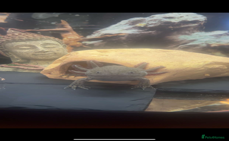 Axolotl reptiles - Advert 1