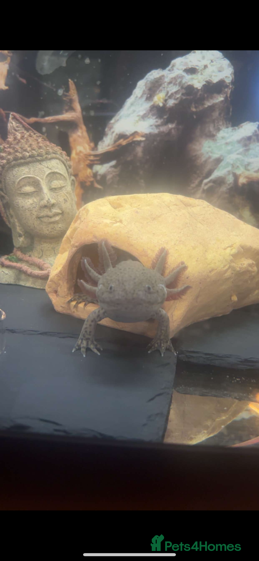 Axolotl reptiles for sale: 2 male Axolotls with full set up  - Image 1