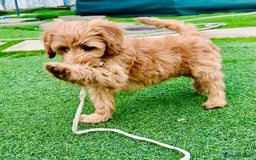 Labradoodle dogs for sale:  Adorable 🥰 Miniature Labradoodle Puppies F2B  - Image 13