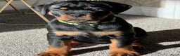 Rottweiler dogs for stud: HUGE HEALTH TESTED STUD - 0/0 hips 0/0 elbows in Bedford - Advert 12