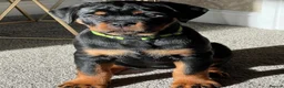 Rottweiler dogs for stud: HUGE HEALTH TESTED STUD - 0/0 hips 0/0 elbows in Bedford - Advert 12