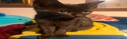 British Shorthair cats for sale: Kittens - Advert 2