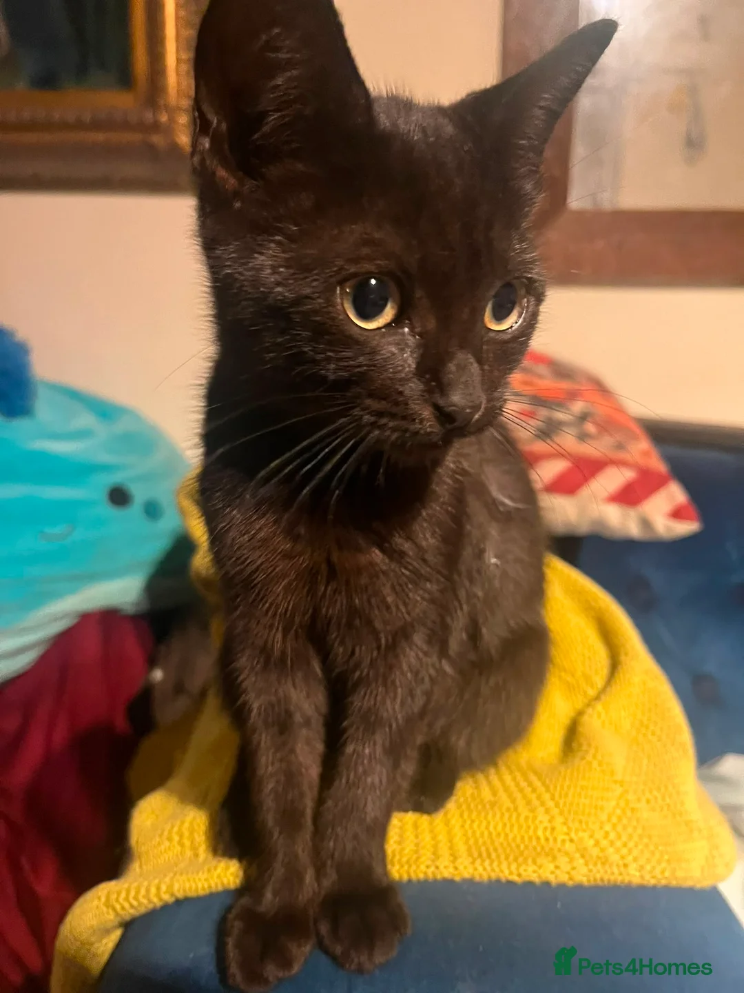 British Shorthair cats for sale: Kittens - Advert 2