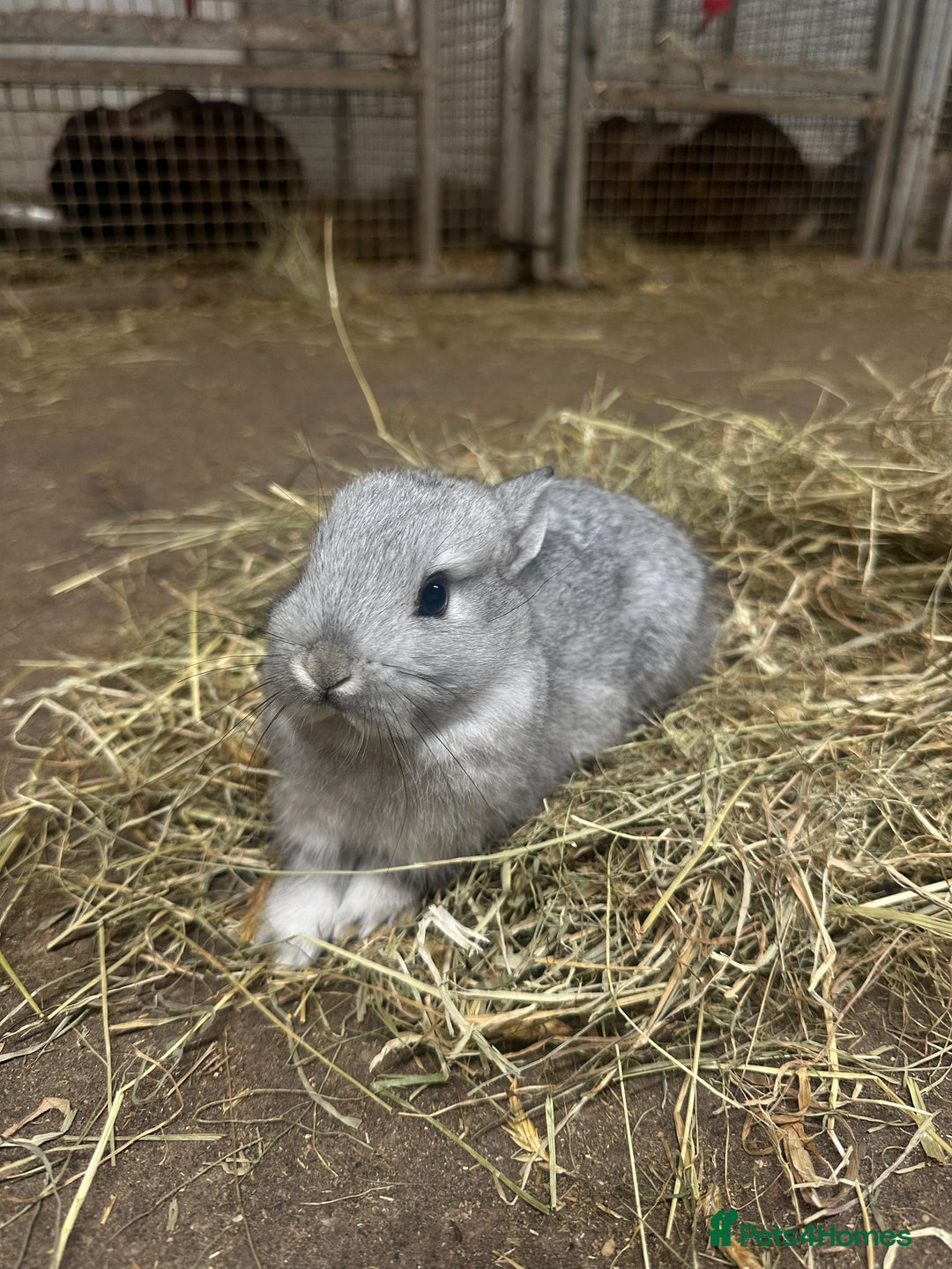 Netherland Dwarf rabbits for sale: Lots of netherland dwarfs for sale - Advert 7