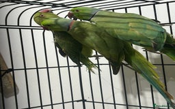 Ringnecks birds for sale: Indian ring neck - Image 12