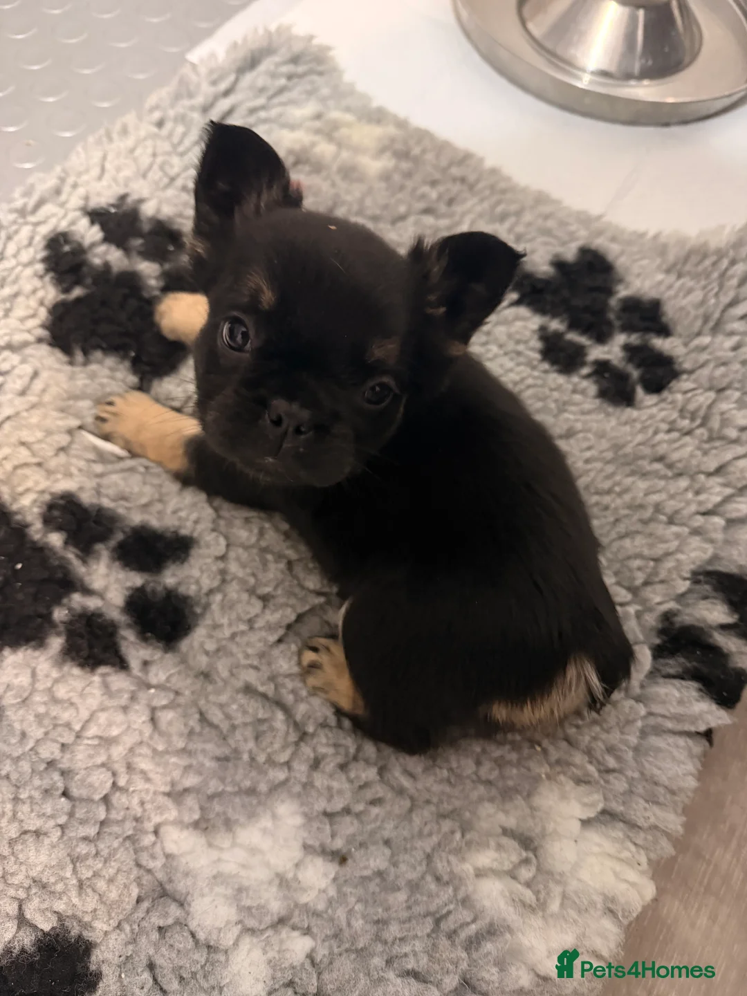 French Bulldog dogs for sale: Reduced 1 Female visual fluffy - Ready now - Advert 18