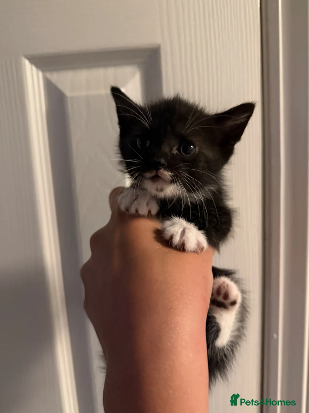 Mixed Breed cats for sale: 4 beautiful black and white kittens  - Advert 6