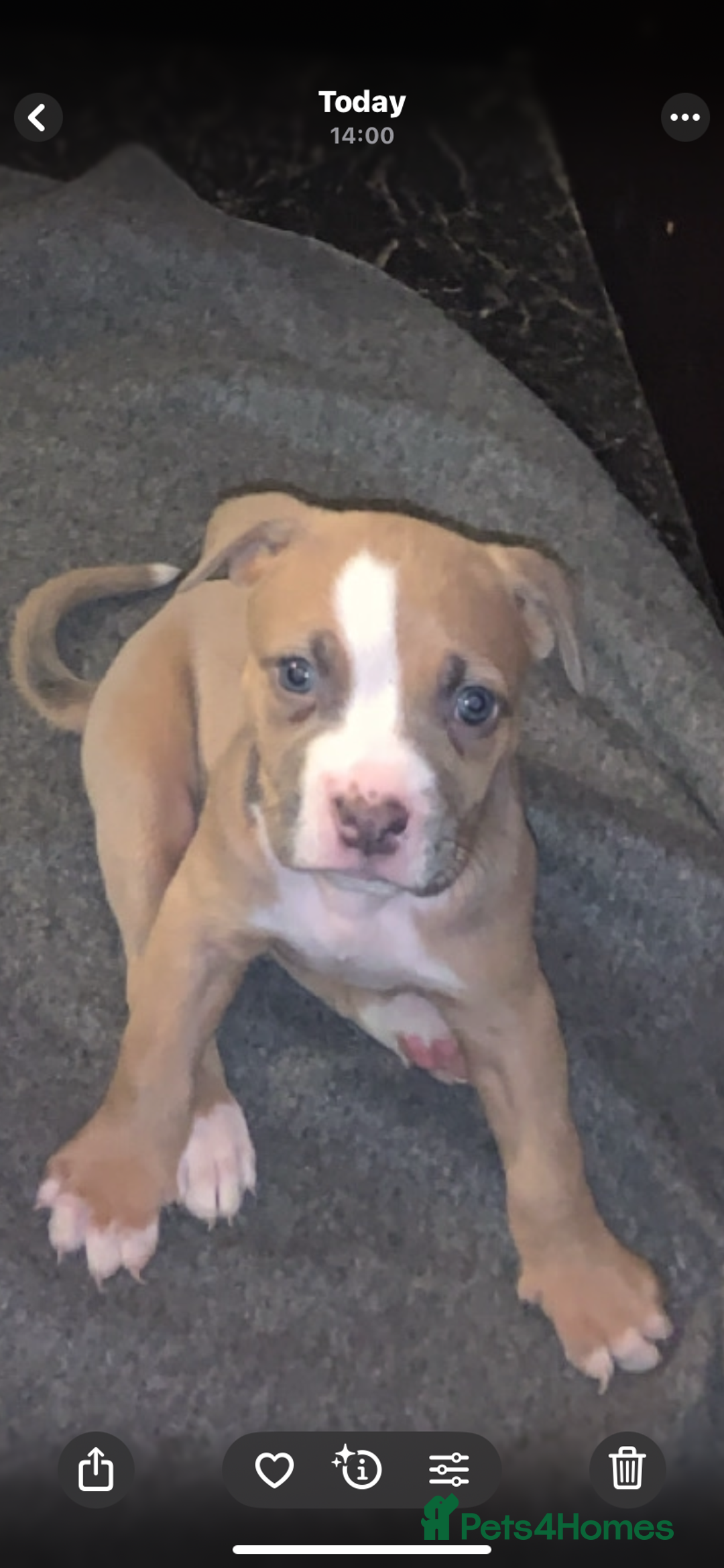 Mixed Breed dogs for sale: American bully cross bullmastiff  - Advert 10