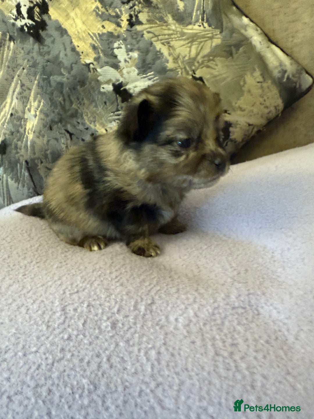 Pomchi dogs for sale: 3/4 Pomeranian  - Image 3