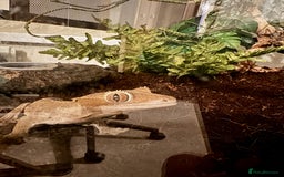 Gecko reptiles for sale: Crested gecko (currently reserved) - Advert 4
