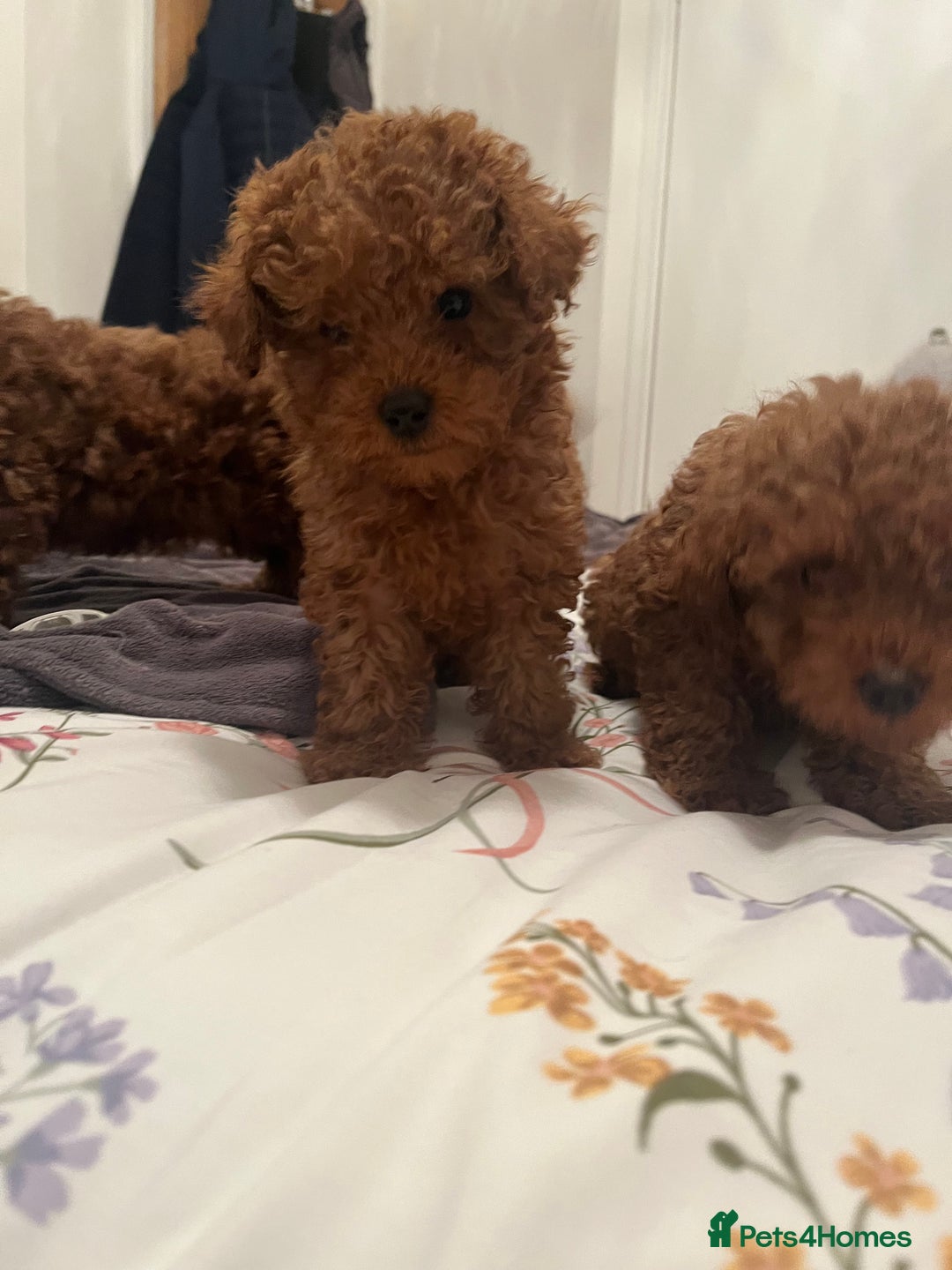Cavapoo dogs for sale: Ready to leave deep red Cavapoo puppies  - Advert 3