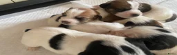 Jack Russell dogs for sale: Jack Russel terrier mix puppies  - Advert 12