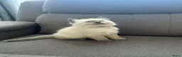 Ragdoll cats for sale: Beautiful Ragdoll kittens  - Advert 1