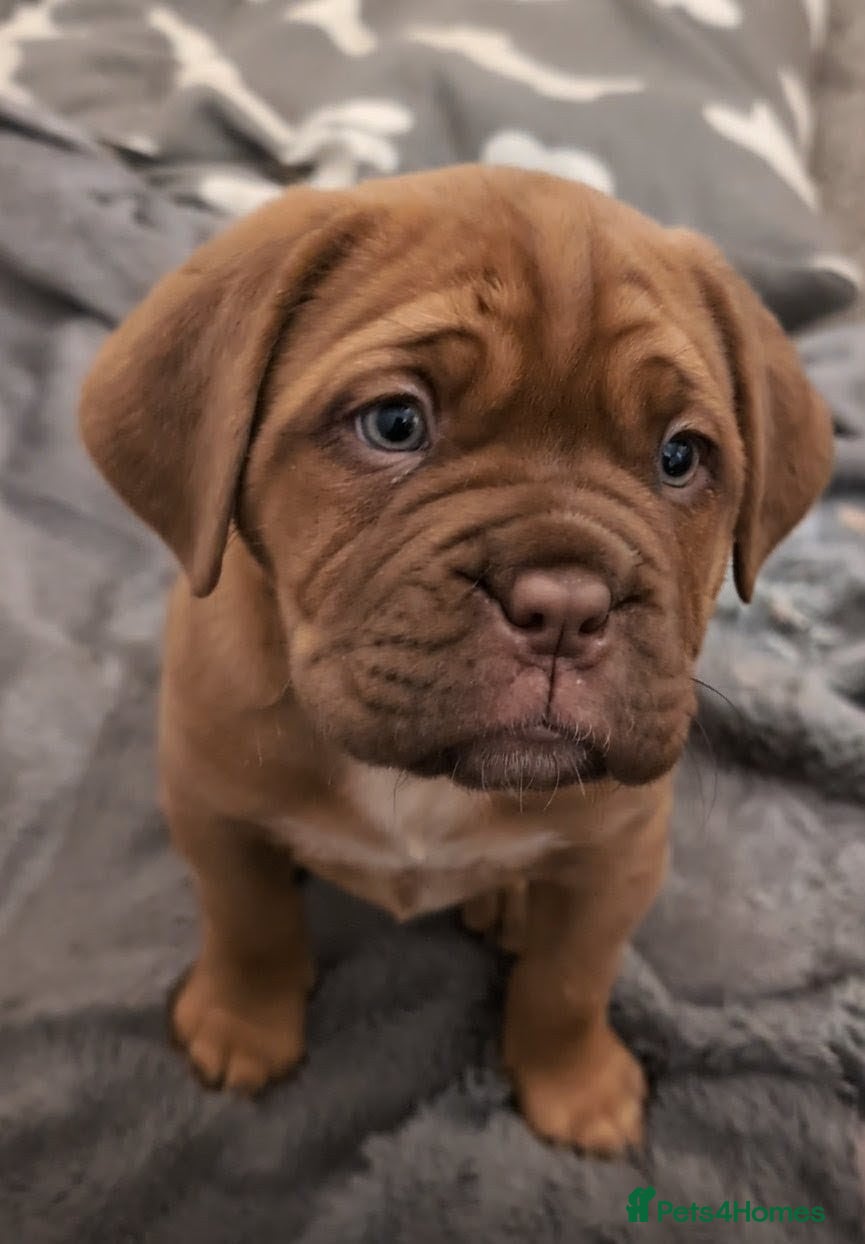 Dogue De Bordeaux dogs Female Dogue de Bordeaux puppy  - Advert 16