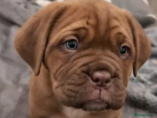 Dogue De Bordeaux dogs Female Dogue de Bordeaux puppy - Advert 13