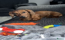 Dachshund dogs for sale: Franklin - Image 1