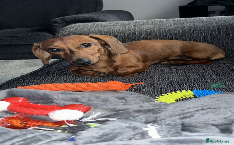 Dachshund dogs - Advert 15