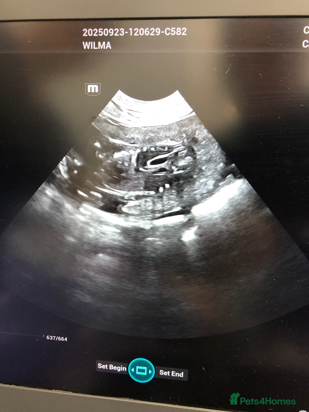 French Bulldog dogs for sale: Two boys  - Advert 17