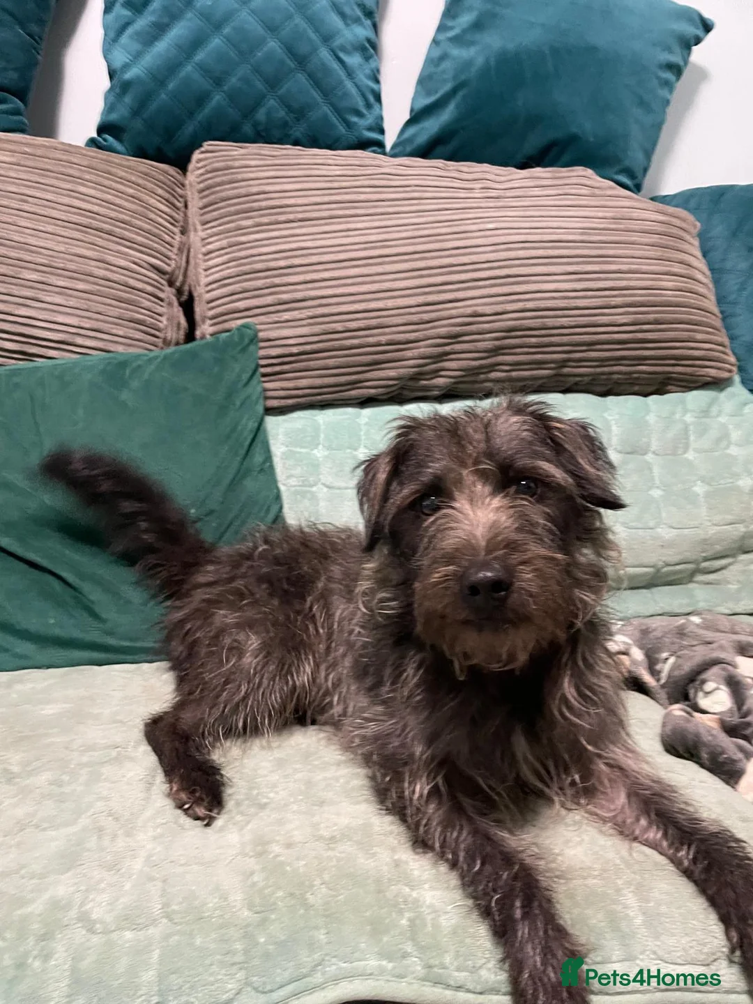 Mixed Breed dogs for sale: dog for sale in Nottingham - Advert 3