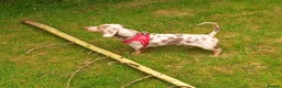 Dachshund dogs for stud: Isabella dapple male stud  - Advert 4