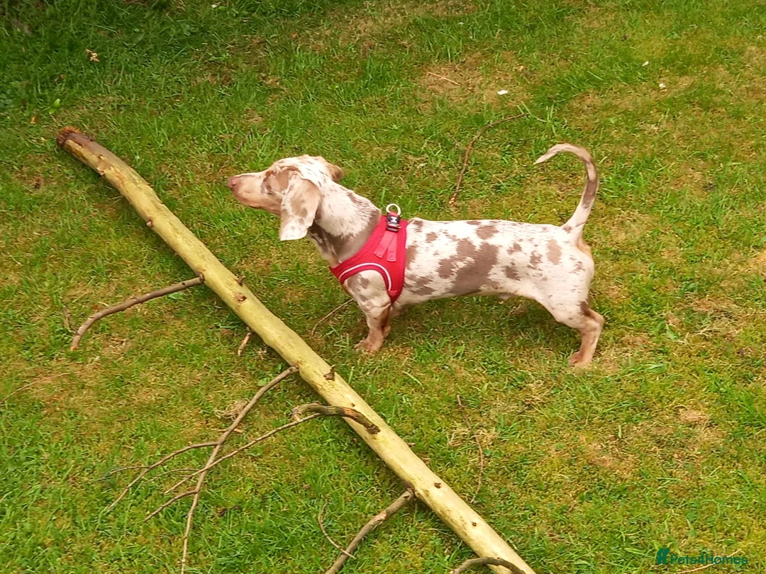Dachshund dogs for stud: Isabella dapple male stud  - Advert 4