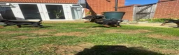 Dobermann dogs for sale: 2 girls left ❤️ Doberman Puppies - Advert 8