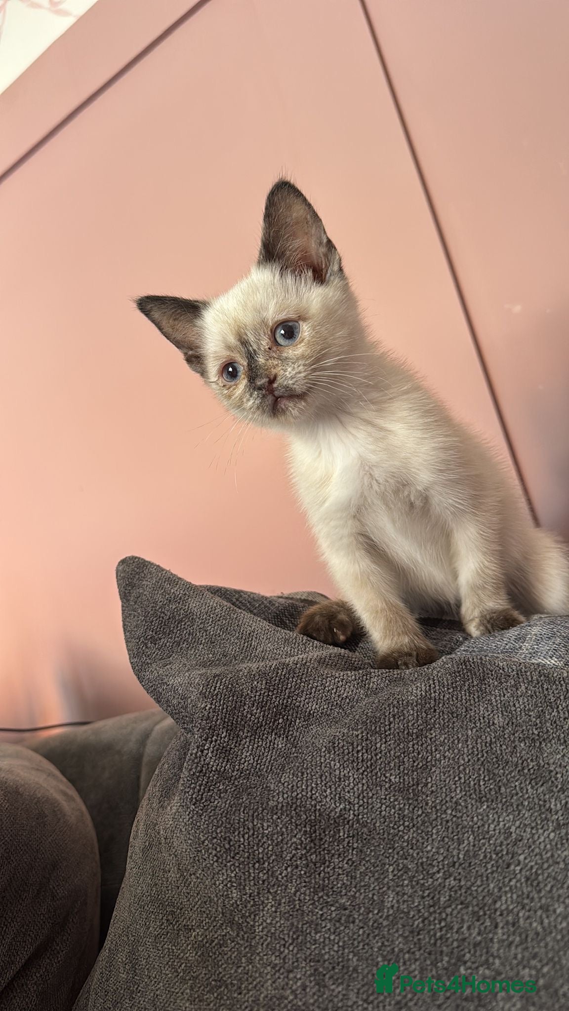Mixed Breed cats Ragdoll x siamese - Advert 7
