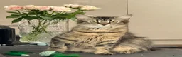Domestic Shorthair cats for sale: Pretty nice kittens to rehome  - Advert 11