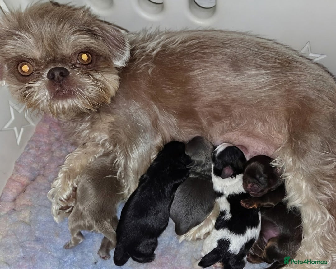 Shih Tzu dogs for sale: Imperial Dobie Shih Tzu's  - Image 8