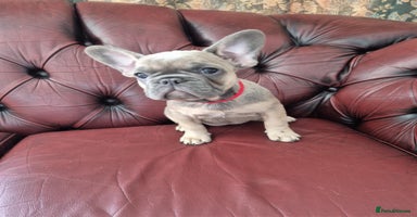 French Bulldog dogs - Advert 13
