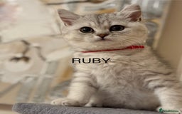 British Shorthair cats for sale: Pedigree|Champion Lines|GCCF Registered| - Image 5