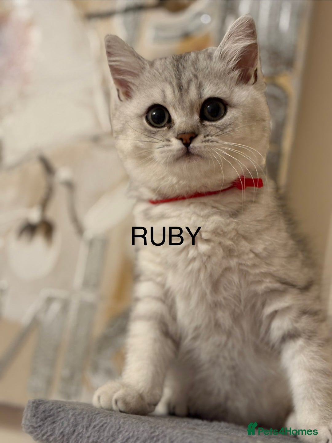 British Shorthair cats for sale: Pedigree|Champion Lines|GCCF Registered| - Image 5
