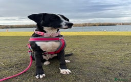 Mixed Breed dogs for sale: Dalmation x Great Dane  - Image 1